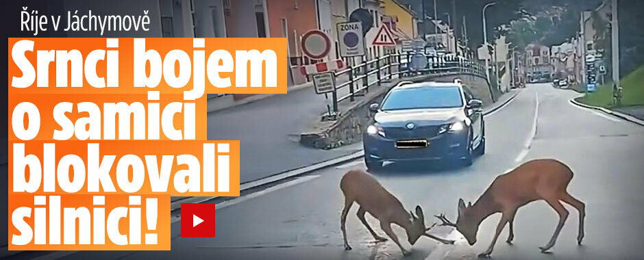 Říje v Jáchymově: Srnci bojem o samici blokovali silnici!