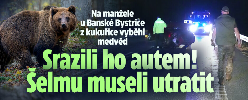 Na manžele u Banské Bystrice z kukuřice vyběhl medvěd: Srazili ho autem, šelmu museli utratit
