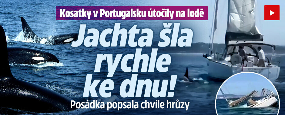 Kosatky v Portugalsku útočily na lodě: Jachta šla ke dnu! Posádka popsala chvíle hrůzy