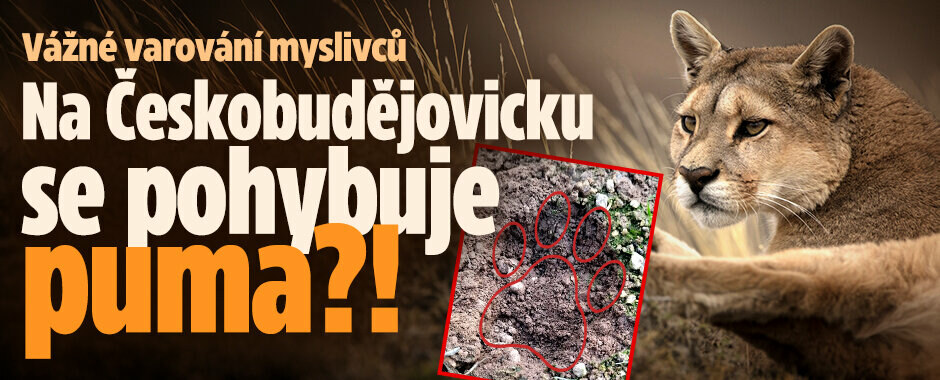 Myslivci varují: Na Českobudějovicku se pohybuje šelma! Nejspíš jde o pumu