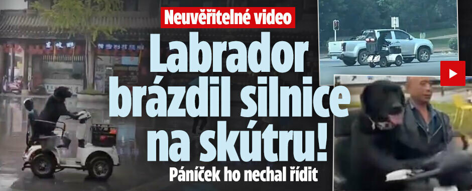 Labrador brázdil silnice na skútru! Páníček ho nechal řídit Labrador brázdil silnice na skútru! Páníček ho nechal řídit