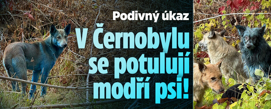 V Černobylu se potulují modří psi: Výzkumníci hledají důvod V Černobylu se potulují modří psi: Výzkumníci hledají důvod