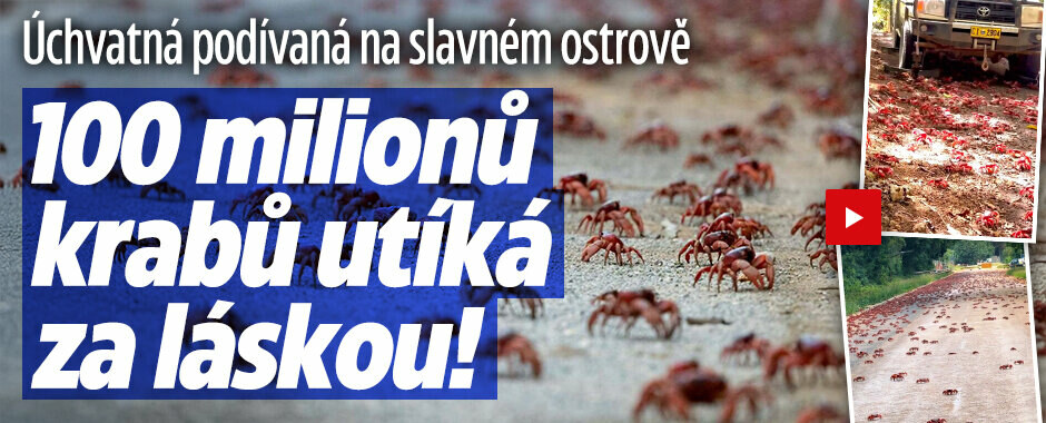 Úchvatná podívaná na slavném ostrově: 100 milionů krabů utíká za láskou!