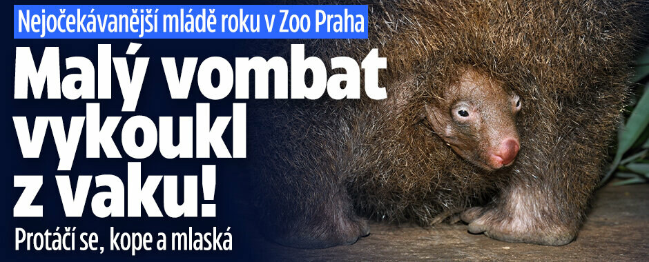 Roztomilý přírůstek v Zoo Praha: Malý vombat už okouzluje návštěvníky