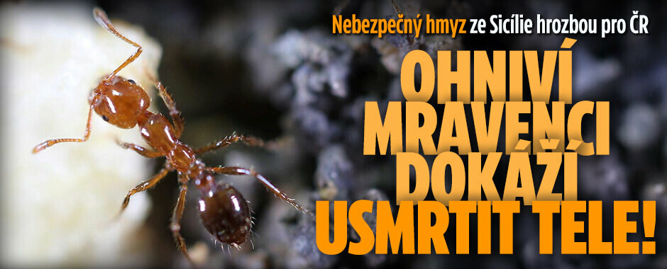 Nebezpečný hmyz ze Sicílie hrozbou pro ČR: Ohniví mravenci dokáží usmrtit tele!