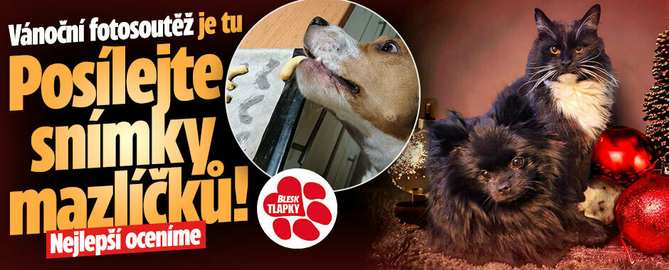 Vánoční fotosoutěž Blesk tlapek startuje. Tři nejlepší snímky s domácími mazlíčky odměníme