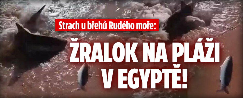 Poplach u Rudého moře: Žralok pár metrů od břehu! Úřady zavřely pláže v Hurghadě