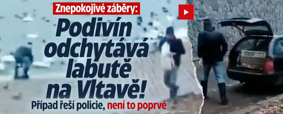 Znepokojivé video: Podivín odchytává labutě na Vltavě! Policie podobný případ řešila už před lety