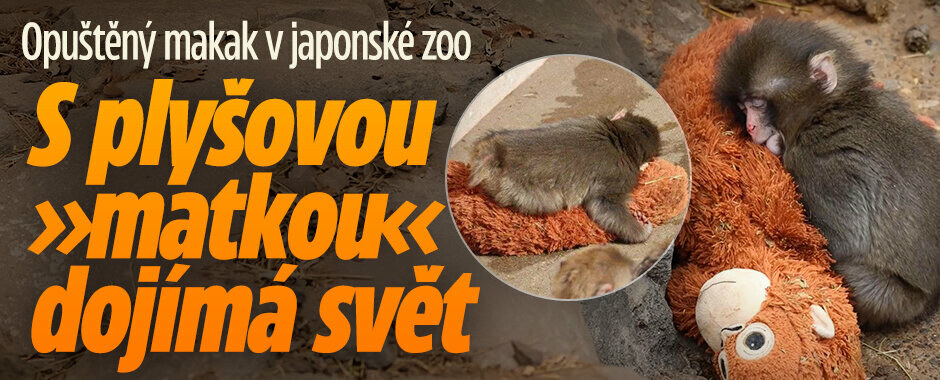 Opuštěný makak v japonské zoo: S plyšovou »matkou« dojímá svět