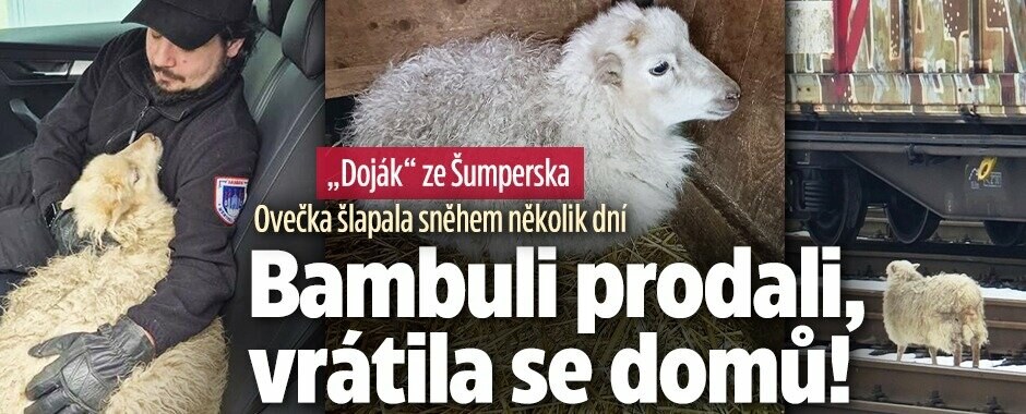 Bambuli prodali, vrátila se domů! Ovečka šlapala sněhem několik dní 