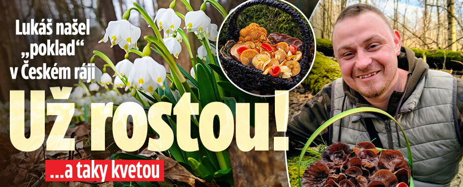 Už rostou! Lukáš si z Českého ráje odnesl plný košík hub
