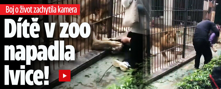 Dítě v zoo napadla lvice! Boj o život zachytila kamera