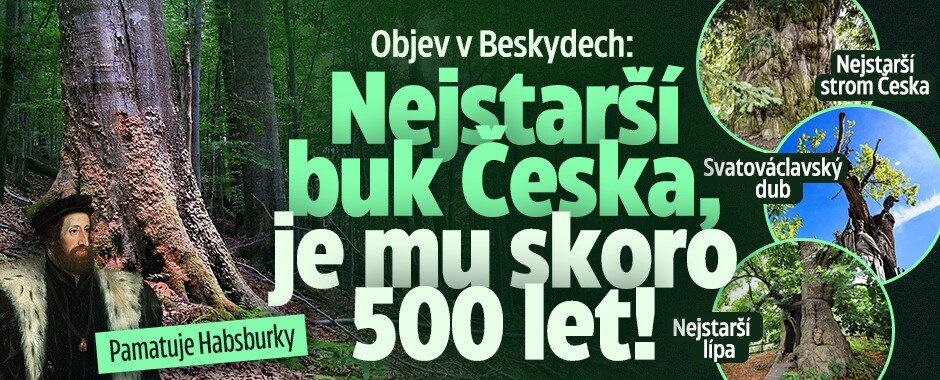 Objev v Beskydech: Nejstarší buk Česka! Pamatuje Habsburky, je mu 492 let