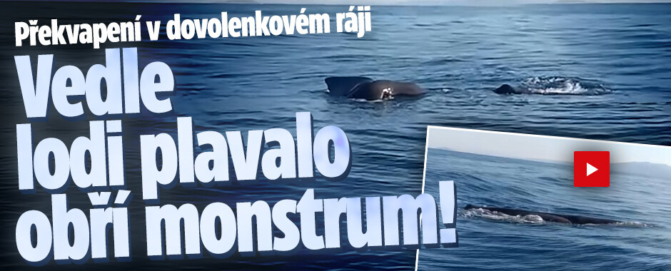 Překvapení v dovolenkovém ráji: Vedle lodi plavalo obří monstrum!