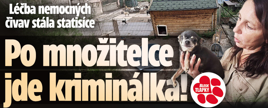 Zachránění psi jsou tak nemocní, že nemohou do adopce. Po množitelce z Nové jde kriminálka