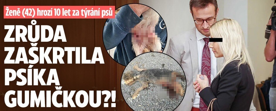 Šokující případ: Žena (41) měla uškrtit čivavu gumičkou! Za týrání psů jí hrozí až 10 let