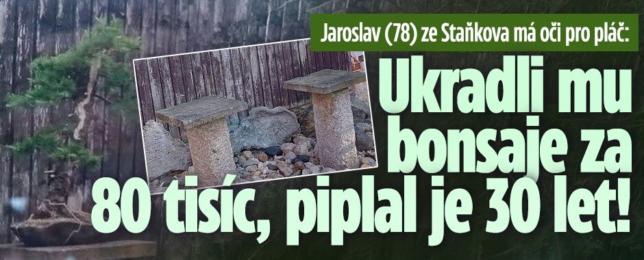 Jaroslav (78) ze Staňkova má oči pro pláč: Ukradli mu bonsaje za 80 tisíc, piplal je 30 let!