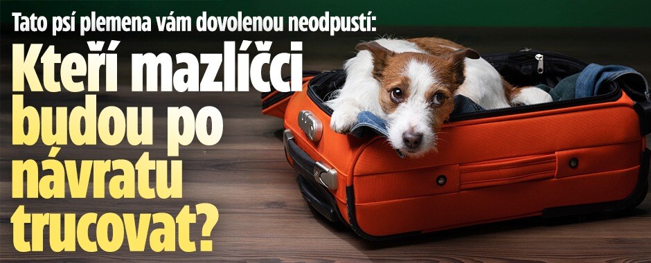 Tato psí plemena vám dovolenou neodpustí: Kteří mazlíčci vaším odjezdem trpí a po návratu trucují?
