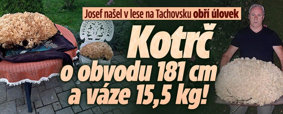 Houbař Josef našel obřího kotrče: Vážil 15,5 kilo!