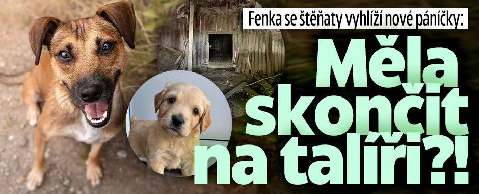 Mohla skončit na talíři, teď fenka se štěňaty vyhlíží nové páníčky  