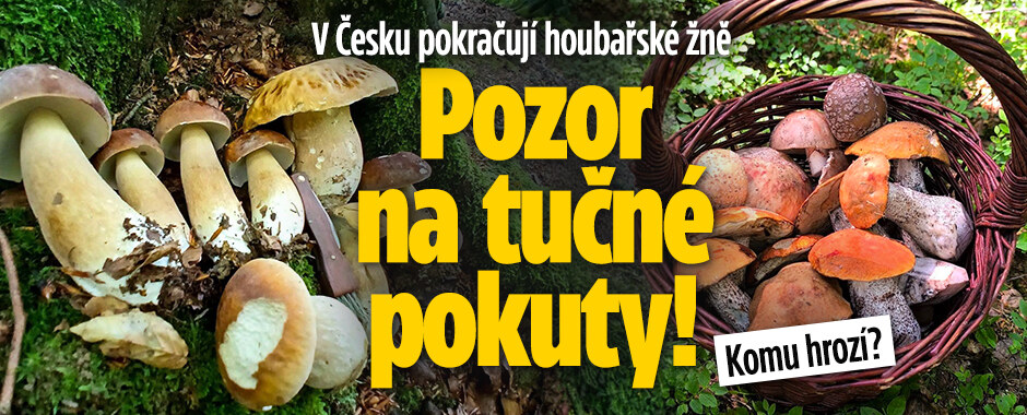 V Česku pokračují houbařské žně: Pozor na tučné pokuty! Komu hrozí?