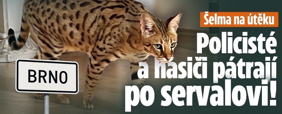 Velké pátraní v Brně: Utekl serval, může být nebezpečný