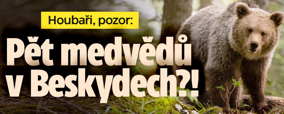 Houbaři, pozor: V Beskydech je pět medvědů?!